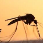 The spread of the Zika threat and the response of the global pharma industry – parallels to Ebola but important distinctions