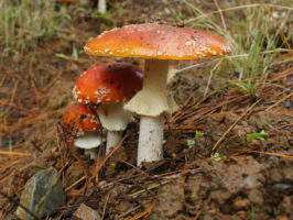 Mining fungi: a fountain of new medicines?
