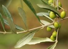 Olive leaf extract: on trial