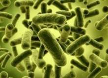 Good gut feeling: using bioengineered bacteria to treat disease
