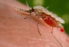 Malaria research breakthrough raises hopes of a $1 cure