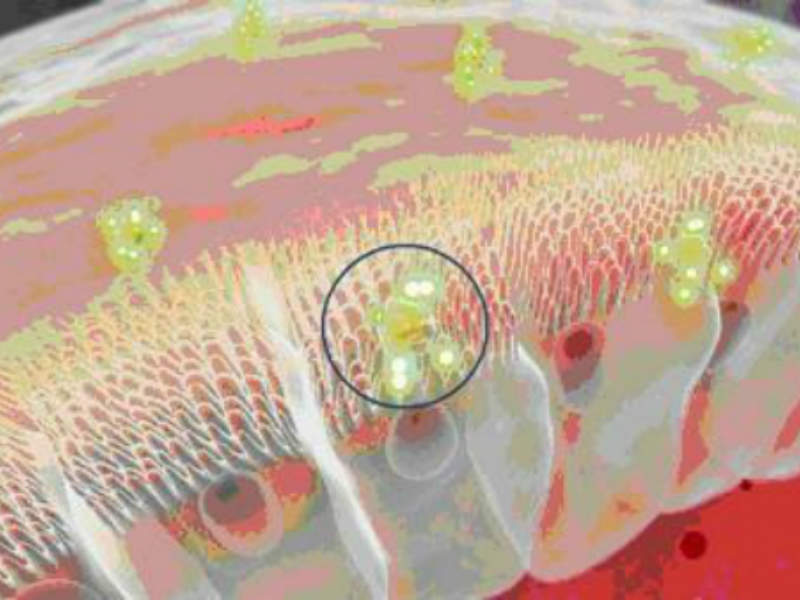 oral semaglutide emisphere Emisphere Technologies