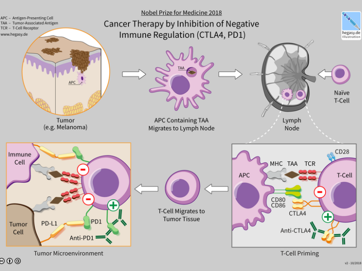 The cancer immunotherapy market is growing fast
