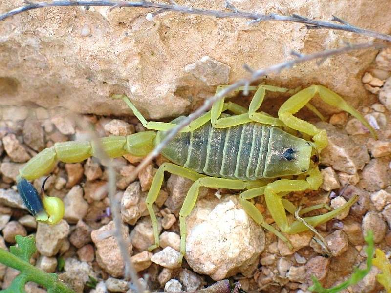 Scorpion venom benefits