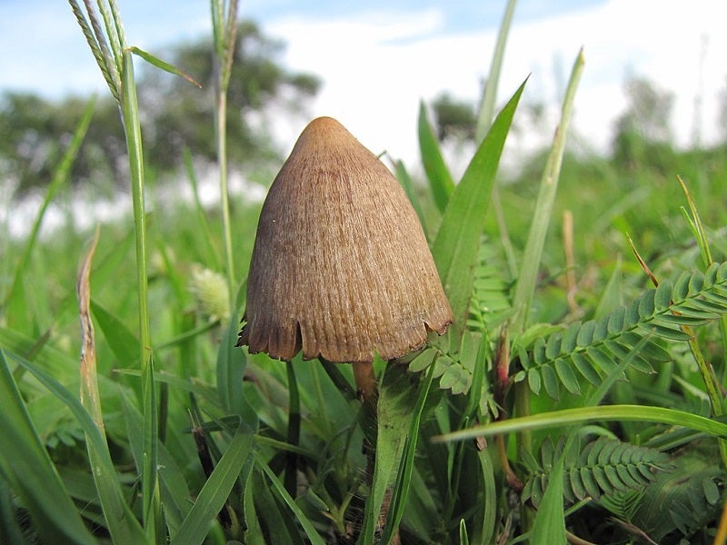 how to find magic mushrooms