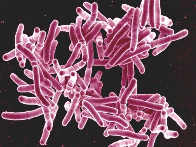 new drug target tuberculosis