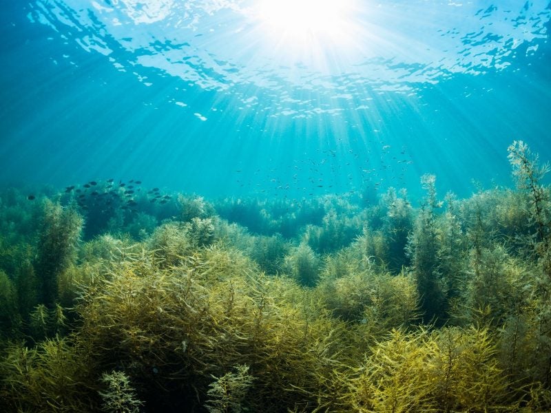 Underwater forests and the search for nature's next drug treasure trove