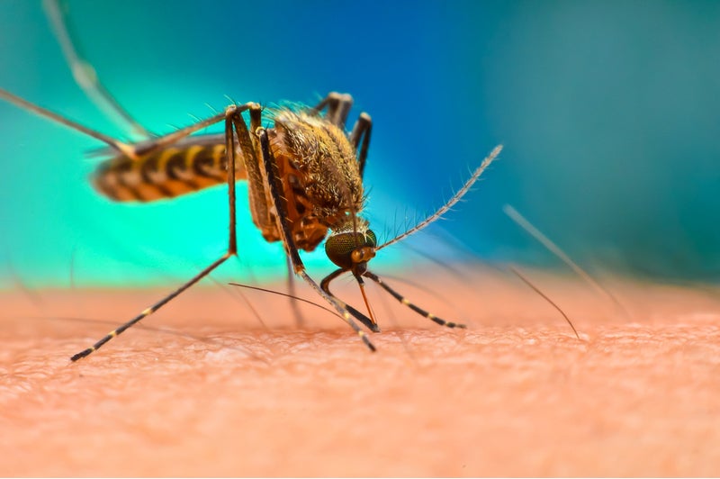 World Mosquito Day 2019