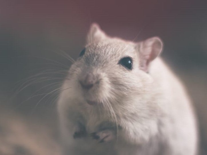 Are we nearing the end of animal testing in pharma? - Pharmaceutical  Technology