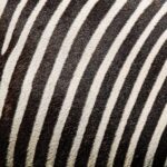 Ehlers-Danlos syndrome: The zebra in the room