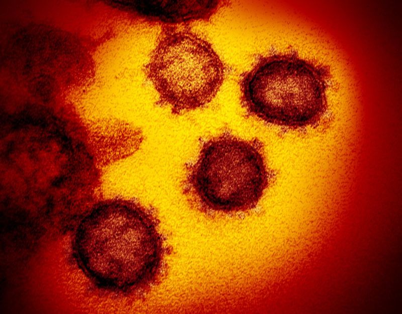 Chinese researchers identify two strains of novel coronavirus