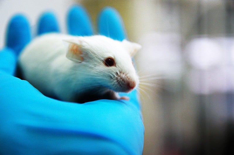 Covid-19 vaccine candidate yields promising data in mice
