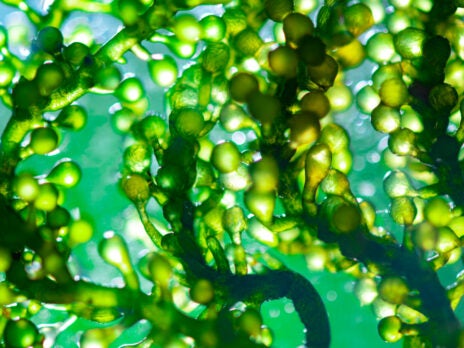 Powering biologics development with spirulina: Lumen closes $16m Series B