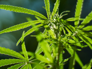 marijuana legalisation