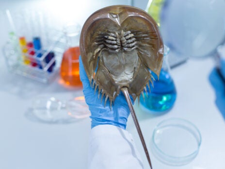 Pharma's reliance on horseshoe crabs is threatening the species -  Pharmaceutical Technology