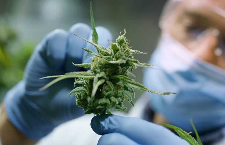 Why did the cannabis industry blossom during the pandemic?