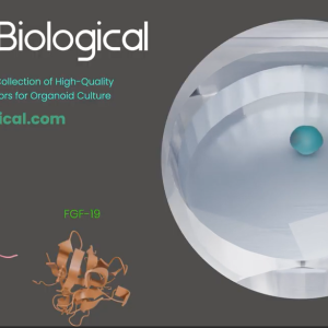 cytokines and organoids