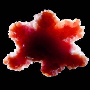 3D organoid research solutions