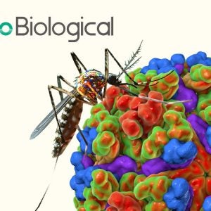 Arbovirus E Dimer Vaccines