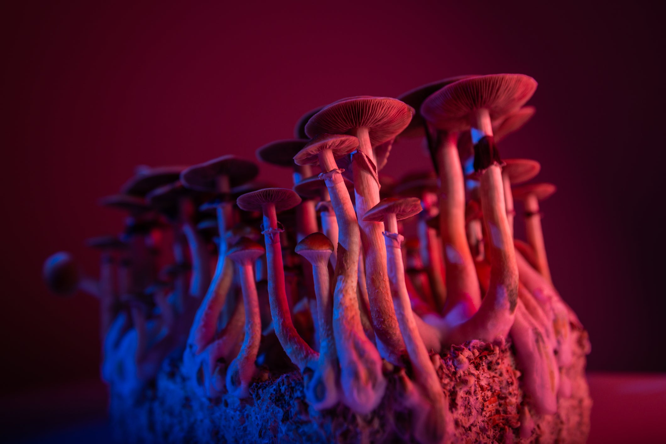 Psychedelic-assisted therapies get a boost, but systems struggle to play catch-up