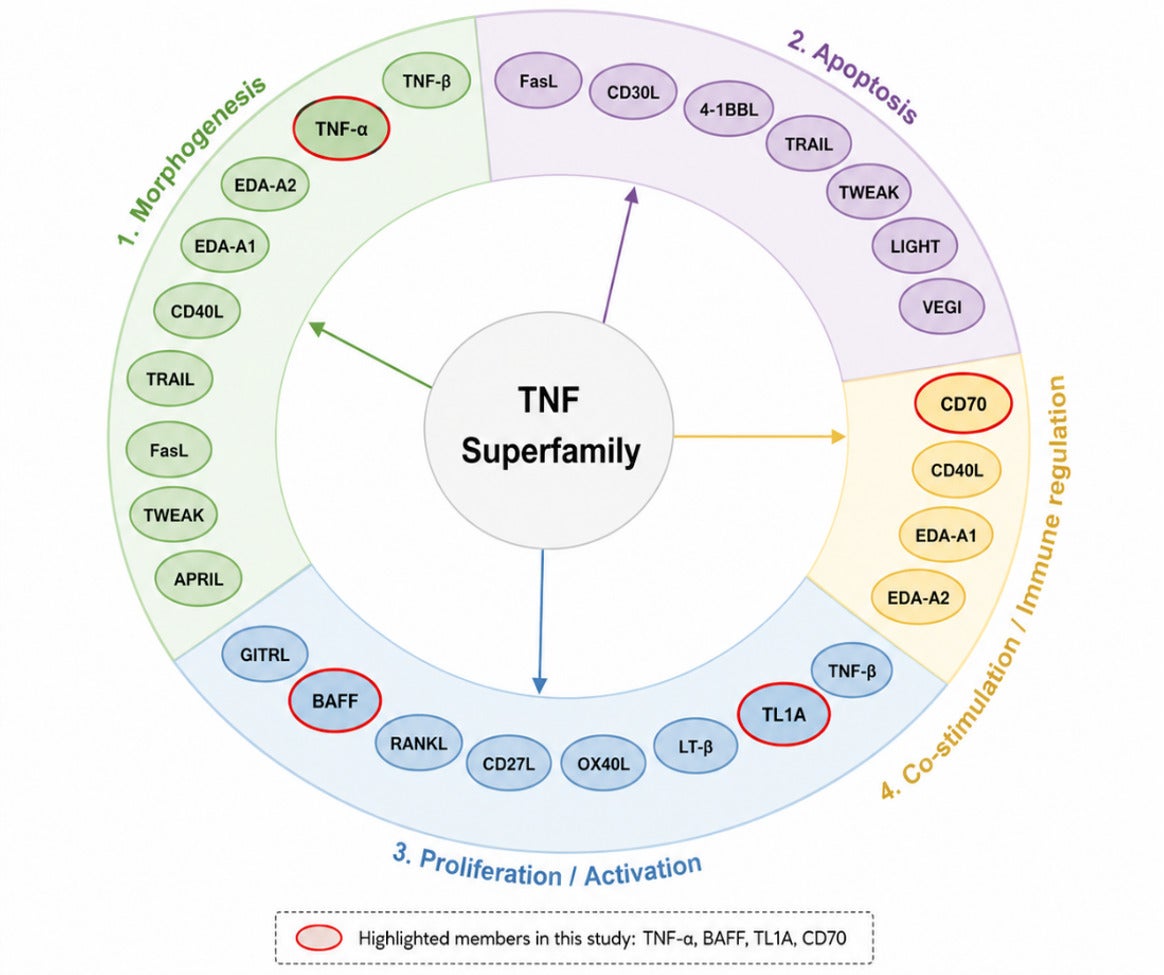 TNFSF Trimers: From Biology to Therapeutic Innovation-prodcut-feature-image