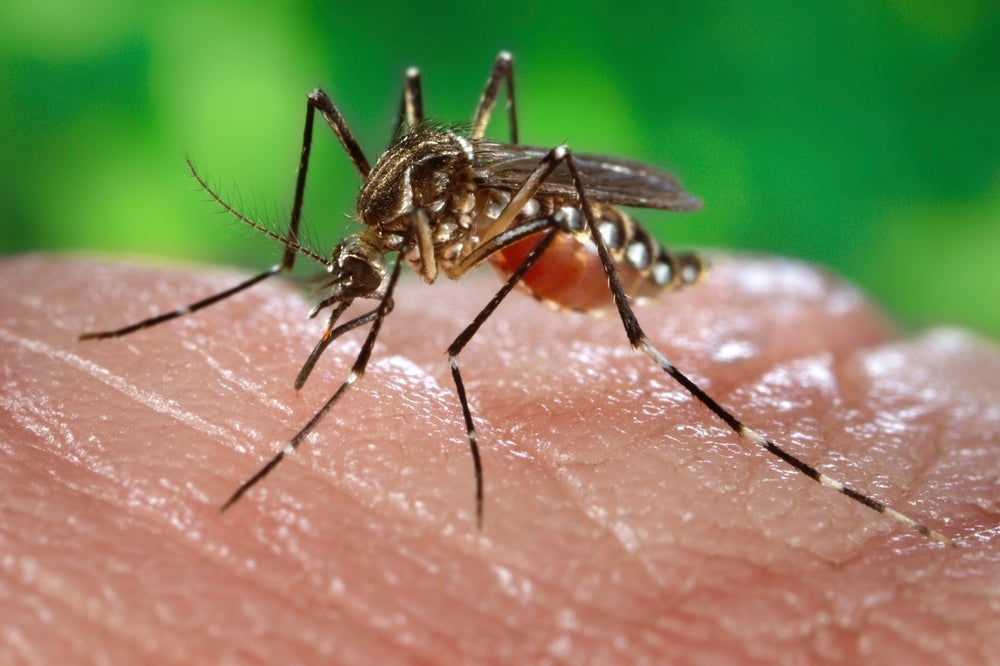Dengue-Carrying Mosquito Found Breeding in the UK for the First Time