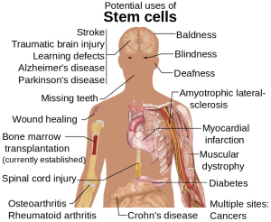 Stem cells